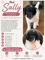 Sally, a female Poodle - Standard  for sale in Hastings, MI – 7 of 10