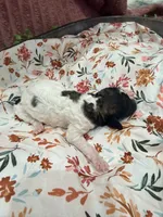 Princess Dot, a female Poodle - Standard  for sale in Hastings, MI – 6 of 7