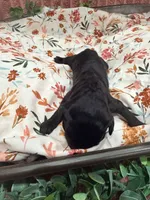 Vanellope, a female Poodle - Standard  for sale in Hastings, MI – 3 of 9