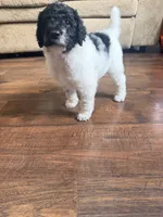 Sally, a female Poodle - Standard  for sale in Hastings, MI – 10 of 10