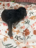 Bambi, a female Poodle - Standard  for sale in Hastings, MI – 5 of 7