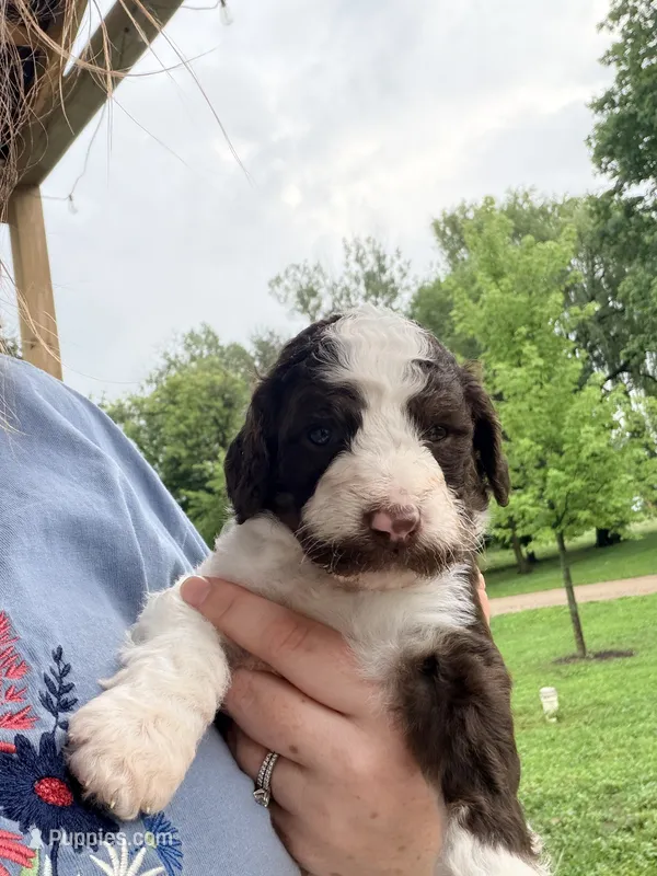 Jessie – Poodle - Standard  puppy for sale in Hastings, MI