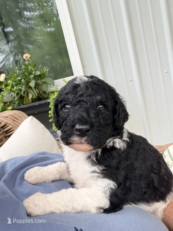 Ralph – Poodle - Standard  puppy for sale in Hastings, MI