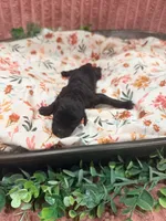 Vanellope, a female Poodle - Standard  for sale in Hastings, MI – 2 of 9