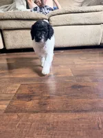Sally, a female Poodle - Standard  for sale in Hastings, MI – 6 of 10