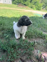 Princess Dot, a female Poodle - Standard  for sale in Hastings, MI – 5 of 10