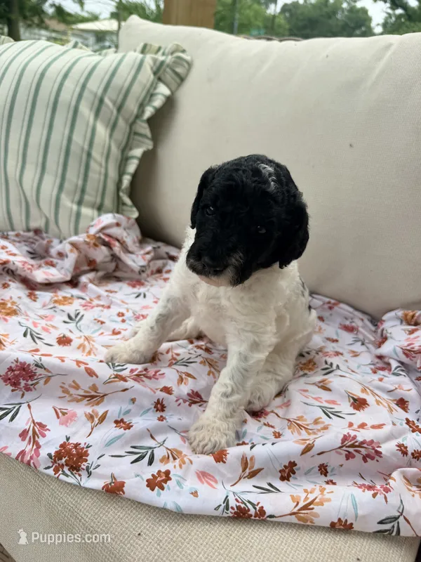 Sally – Poodle - Standard  puppy for sale in Hastings, MI