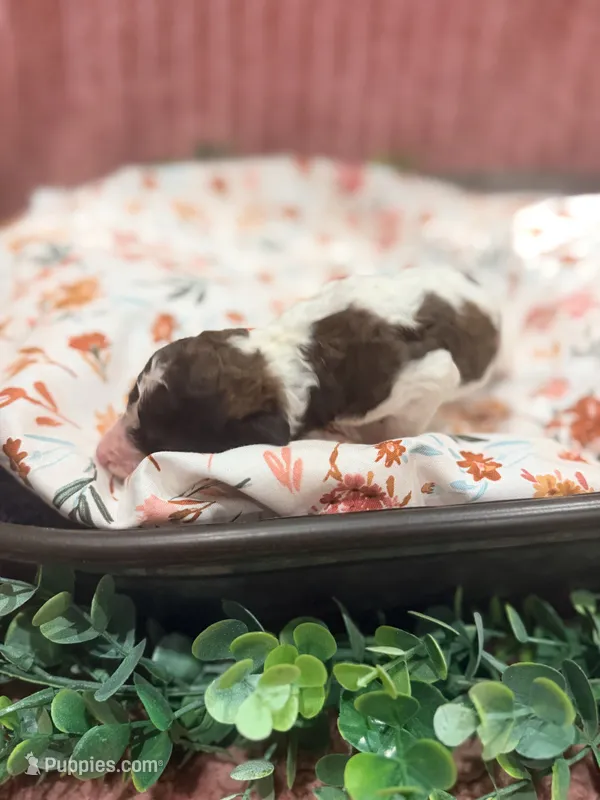 Mater – Poodle - Standard  puppy for sale in Hastings, MI