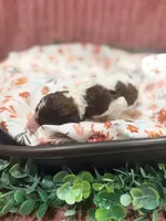 Mater, a male Poodle - Standard  for sale in Hastings, MI – 1 of 6
