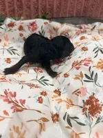 Vanellope, a female Poodle - Standard  for sale in Hastings, MI – 6 of 9