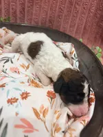 Mater, a male Poodle - Standard  for sale in Hastings, MI – 6 of 6