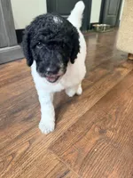 Sally, a female Poodle - Standard  for sale in Hastings, MI – 2 of 10