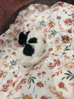 Sally, a female Poodle - Standard  for sale in Hastings, MI – 6 of 8