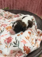 Mater, a male Poodle - Standard  for sale in Hastings, MI – 3 of 6