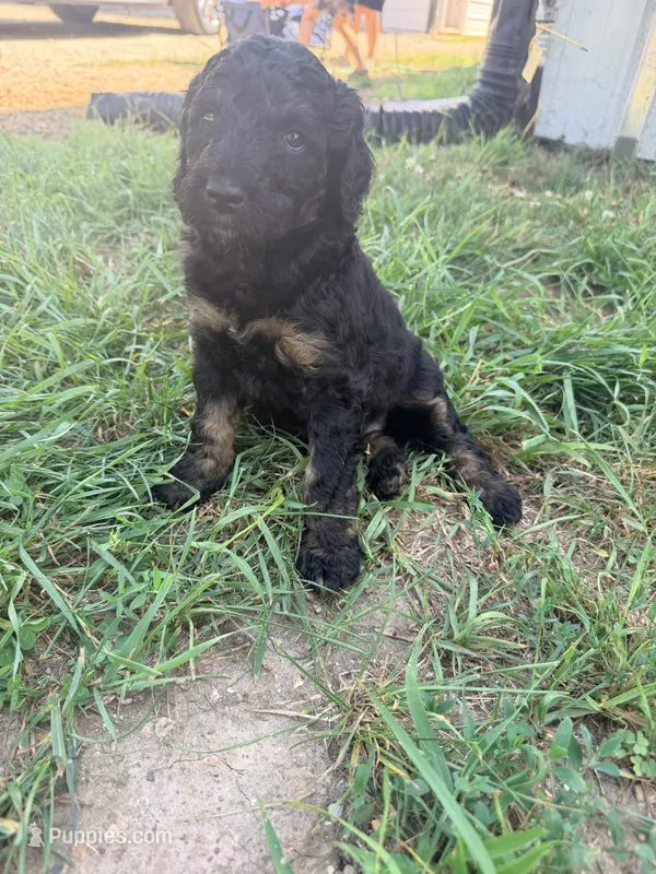 Bambi – Poodle - Standard  puppy for sale in Hastings, MI