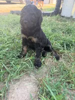 Bambi, a female Poodle - Standard  for sale in Hastings, MI – 1 of 10