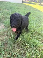 Bambi, a female Poodle - Standard  for sale in Hastings, MI – 2 of 10