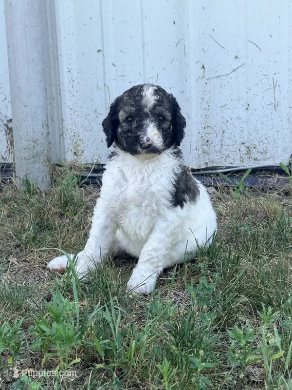 Princess Dot – Poodle - Standard  puppy for sale in Hastings, MI