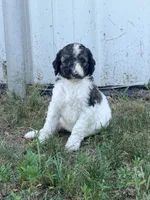 Princess Dot, a female Poodle - Standard  for sale in Hastings, MI – 1 of 10