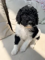 Ralph, a male Poodle - Standard  for sale in Hastings, MI – 3 of 9