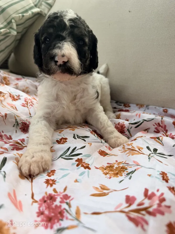 Princess Dot – Poodle - Standard  puppy for sale in Hastings, MI