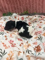 Ralph, a male Poodle - Standard  for sale in Hastings, MI – 5 of 10