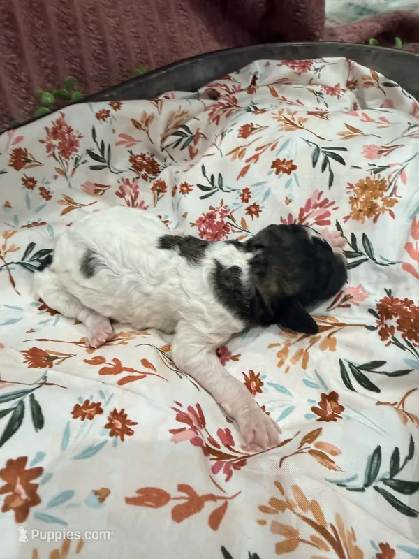 Princess Dot – Poodle - Standard  puppy for sale in Hastings, MI