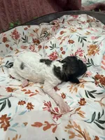Princess Dot, a female Poodle - Standard  for sale in Hastings, MI – 1 of 7