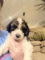 Mater, a male Poodle - Standard  for sale in Hastings, MI – 7 of 10