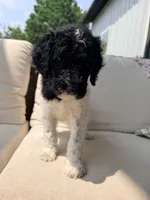 Tiana, a female Poodle - Standard  for sale in Hastings, MI – 4 of 10
