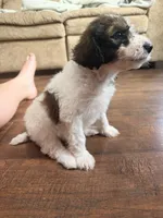 Mater, a male Poodle - Standard  for sale in Hastings, MI – 5 of 10