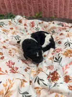 Ralph, a male Poodle - Standard  for sale in Hastings, MI – 3 of 10