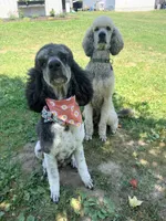 Bullseye, a male Poodle - Standard  for sale in Hastings, MI – 10 of 10