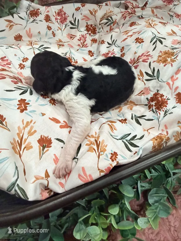 Tiana – Poodle - Standard  puppy for sale in Hastings, MI