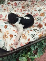 Tiana, a female Poodle - Standard  for sale in Hastings, MI – 1 of 8