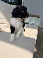 Ralph, a male Poodle - Standard  for sale in Hastings, MI – 2 of 9