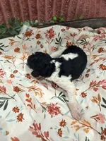 Tiana, a female Poodle - Standard  for sale in Hastings, MI – 2 of 8