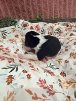 Bullseye, a male Poodle - Standard  for sale in Hastings, MI – 2 of 6