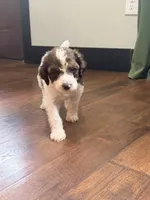 Mater, a male Poodle - Standard  for sale in Hastings, MI – 4 of 10