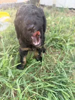 Bambi, a female Poodle - Standard  for sale in Hastings, MI – 3 of 10