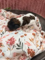 Mater, a male Poodle - Standard  for sale in Hastings, MI – 4 of 6
