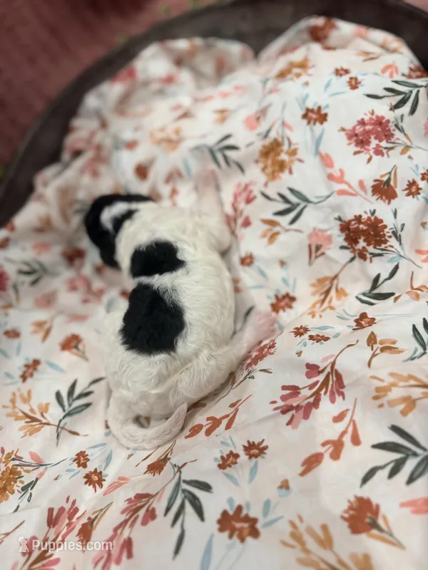 Sally – Poodle - Standard  puppy for sale in Hastings, MI