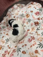 Sally, a female Poodle - Standard  for sale in Hastings, MI – 1 of 8