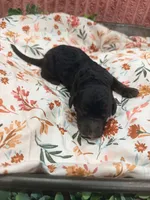 Bambi, a female Poodle - Standard  for sale in Hastings, MI – 4 of 7