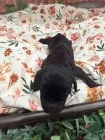 Vanellope, a female Poodle - Standard  for sale in Hastings, MI – 4 of 9