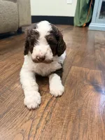 Jessie, a female Poodle - Standard  for sale in Hastings, MI – 4 of 10