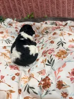 Ralph, a male Poodle - Standard  for sale in Hastings, MI – 8 of 10