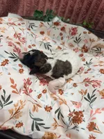 Princess Dot, a female Poodle - Standard  for sale in Hastings, MI – 5 of 7