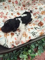 Tiana, a female Poodle - Standard  for sale in Hastings, MI – 6 of 8