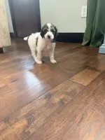 Mater, a male Poodle - Standard  for sale in Hastings, MI – 8 of 10
